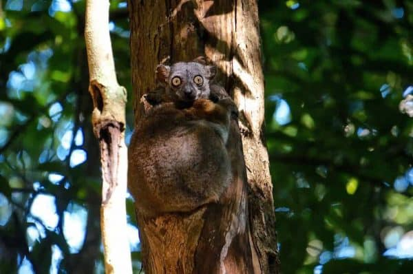 Image - Votre agence de voyage locale à Madagascar | Mada Expédition